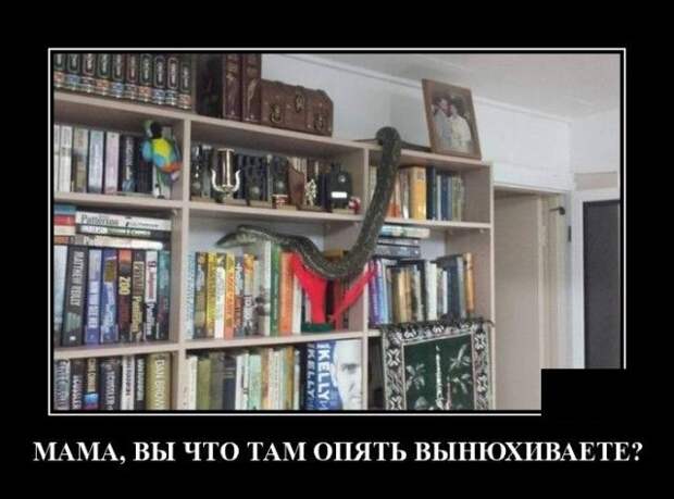 demotivatory-demotivator-smeshnye-demotivatory-demotivator-so-smyslom