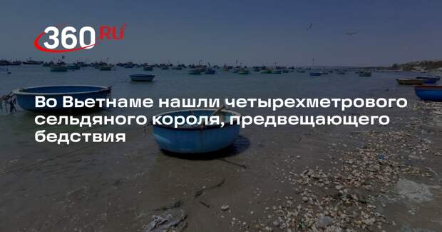 Во Вьетнаме нашли четырехметрового сельдяного короля, предвещающего бедствия