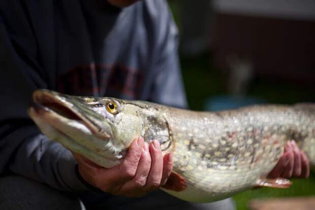 В Алексине осудят двоих мужчин за незаконную ловлю рыбы на Оке