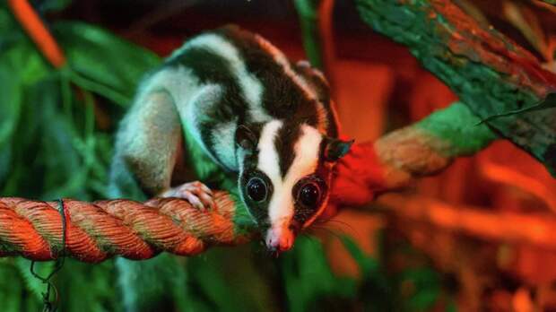 В Московском зоопарке поселился полосатый кускус Баранка