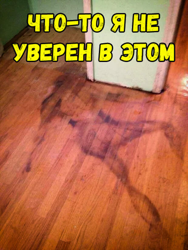 Хозяин утверждает, что это был просто протекающий холодильник. Хозяин утверждает, что это был просто протекающий холодильник.