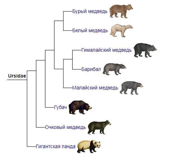 Всё семейство медвежьих. Википедия