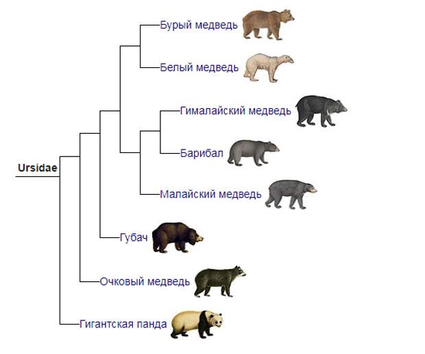 Систематические категории медведь. Систематика медведя. Классификация животных медведь. Семейство Медвежьи классификация. Систематика животных медведь.