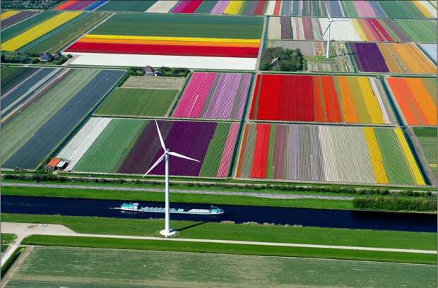 Тюльпановые поля в Голландии достопримечательности, другой взгляд, интересно и познавательно, мир, планета, с другого ракурса, фото