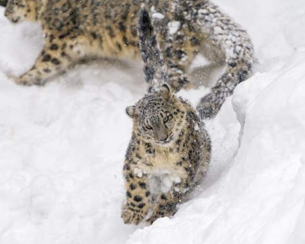 Дальневосточных леопардов становится больше дальневосточный леопард, поголовье растёт, хорошие новости
