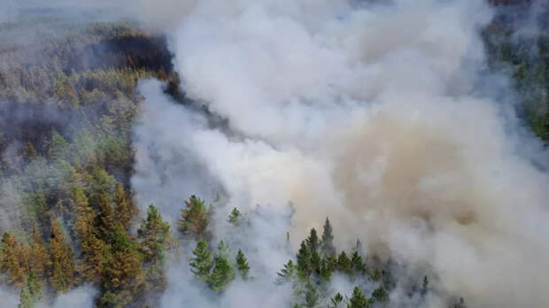 Мощный лесной пожар в Алтайском крае показали с воздуха