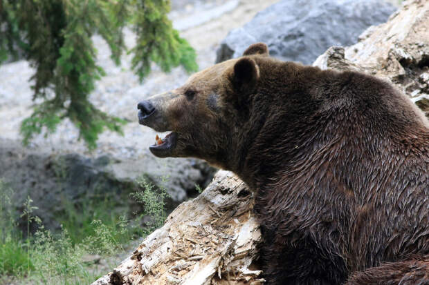 Медведь попытался прорваться в дом к жителям села на Камчатке
