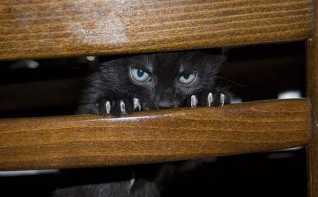 кошки, которые хотя убить своих владельцев, злые кошки
