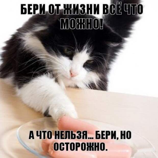 Интересные фразы с картинками о жизни и с юмором.