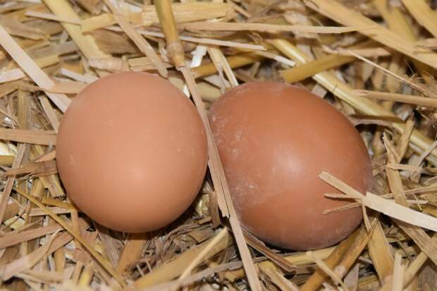 Вкусные, но опасные: какие болезни могут передаваться через куриные яйца