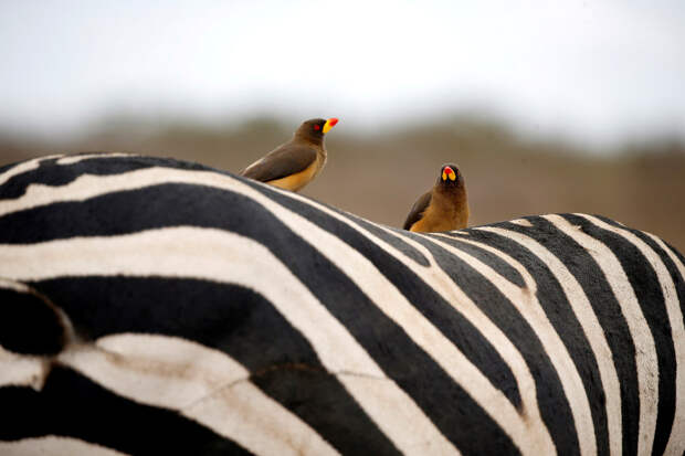 Птицы на спине зебры Найроби, Кения