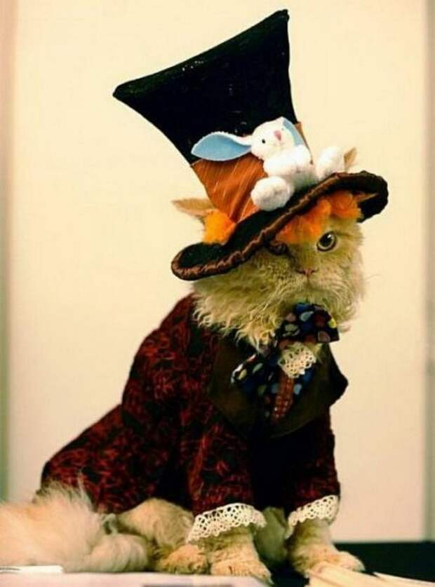 Одежда для кошек