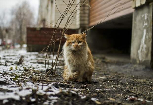 Очень колоритные уличные коты бездомные, город, кот, кошка, улица, уличные кошки, эстетика