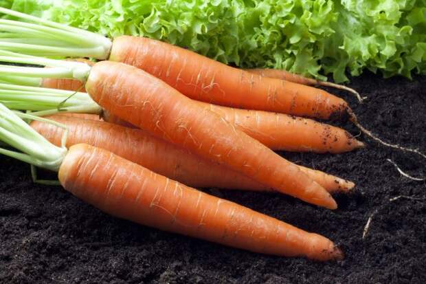 почва для моркови
