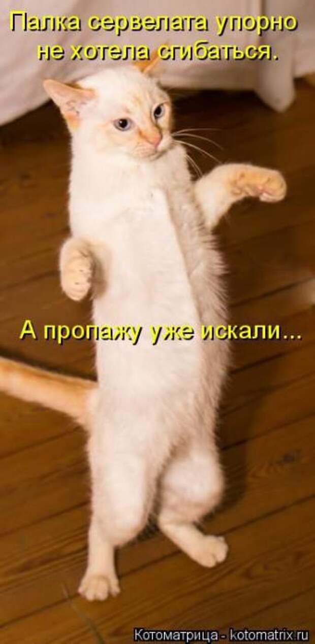 Котоматрицы (картинки с надписями)