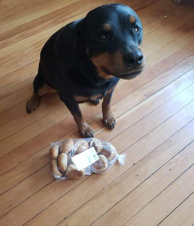 собака и хлеб