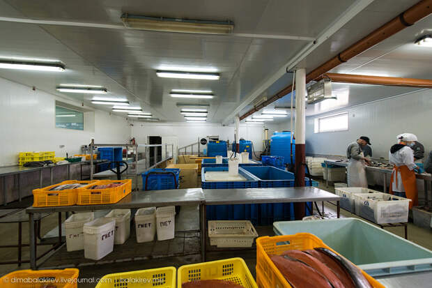 0 f92ac 37a93999 orig Как работает рыбный завод в Магадане. 