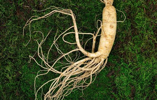 JGR: женьшень положительно влияет на здоровье сердечно-сосудистой системы