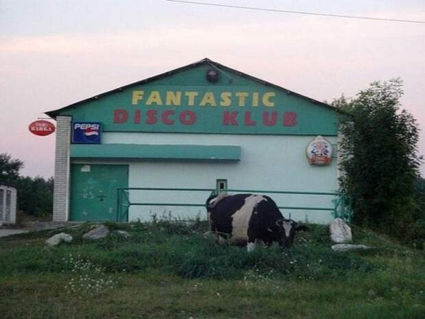 телочки