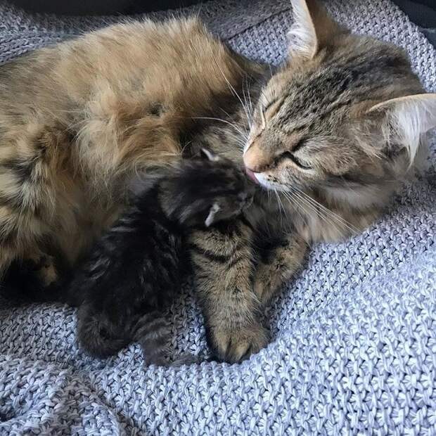 Кошка облизывает котенка Кошка моет котенка