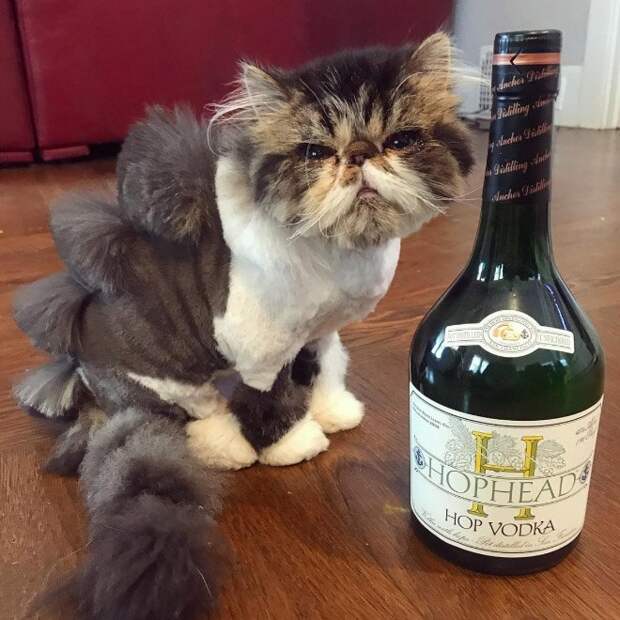 Коты и стрижка под динозавра