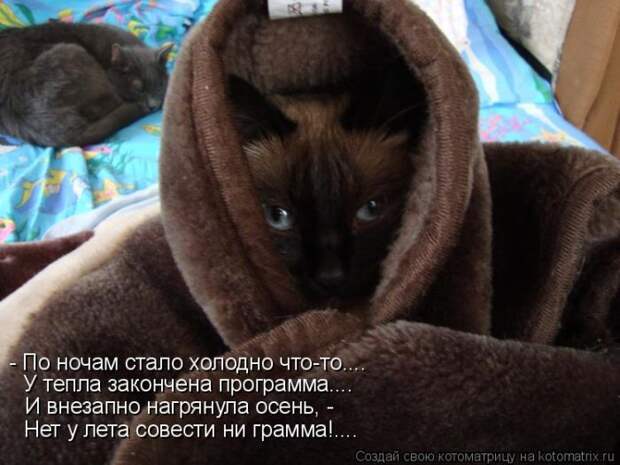 Лучшие котоматрицы недели (50 фото)