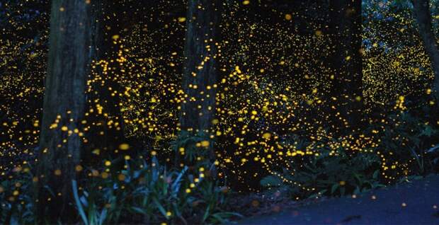 Магия живого света Магия живого света биолюминесценция, животные, насекомые, свет, свечение