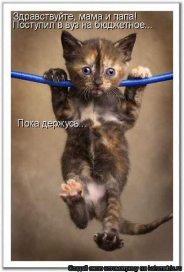 Смешная котоматрица