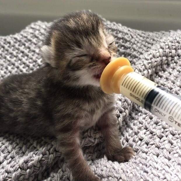 Котенок пьет молоко Котенок кушает