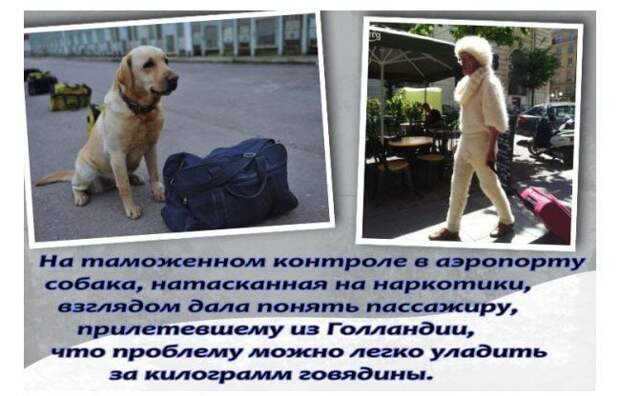 Собака и пассажир в аэропорту