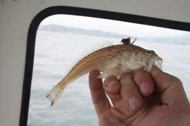 Морской дракон – опасная ядовитая рыба, обитающая в Черном море