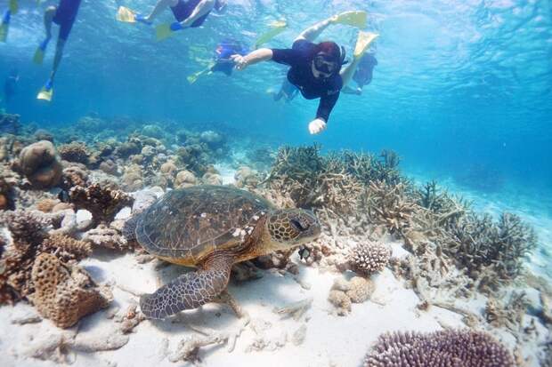 Риф Нингалу: невероятное место, где люди и акулы не боятся друг друга