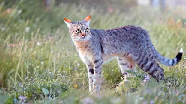 Рыцарь в серебряных доспехах