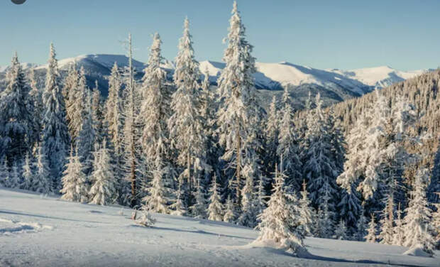 Новые зацепки в деле Усольцевых: что ищут волонтеры с помощью дронов