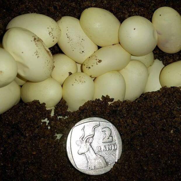 Яйца гадюки фото