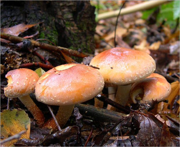 Фото №11 - Фунги сапиенс: почему грибы куда умнее и хитрее, чем мы думали