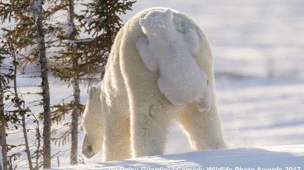 15 самых смешных фото белых медведей в мире: победители и финалисты Comedy Wildlife Photography Awards за всю историю конкурса