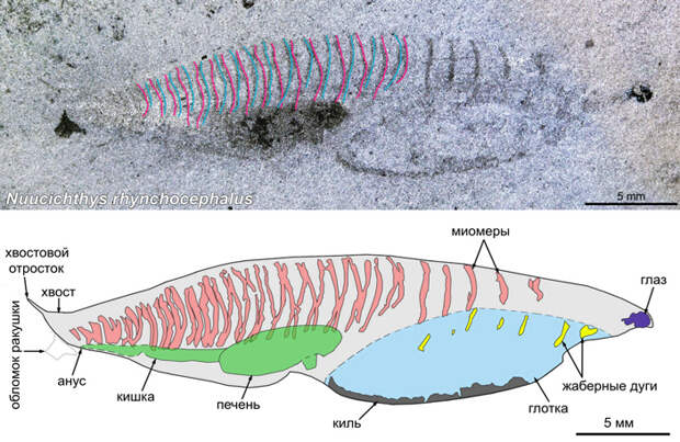 Рис. 4. Отпечаток Nuucichthys