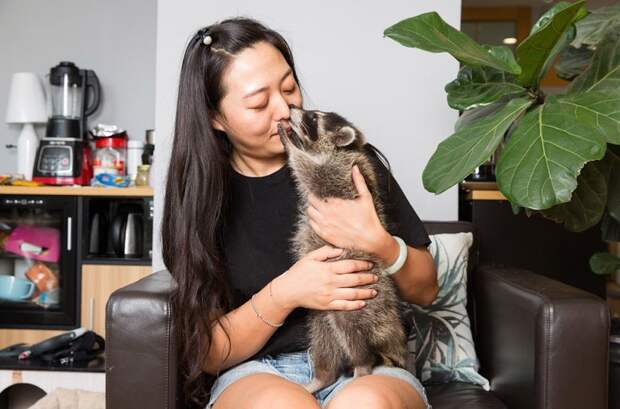 32-летняя Лу Тинтин — владелица успешного зоомагазина в центре Пекина. Здесь живет ее любимец — трехмесячный енот-полоскун из Северной Америки в мире, домашний питомец, животные, китай, питомцы, экзртика