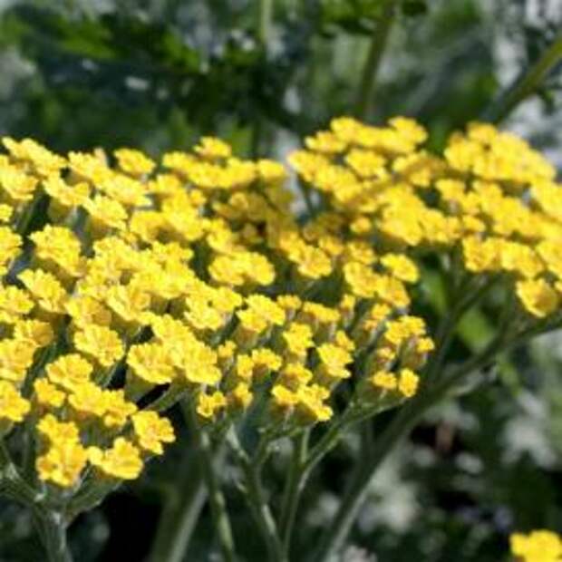 Тысячелистник (Achillea Moonshine)