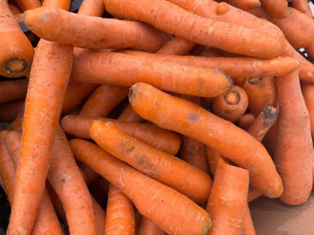 Эта морковь лежит до следующего лета: сорт, который не гниет, не вянет и радует урожаем
