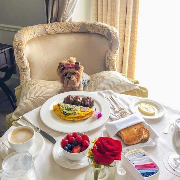 Rich Dogs Of Instagram: о жизни состоятельных собак