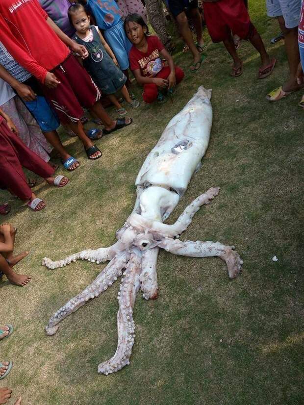 На Филиппинах поймали кальмара невиданных размеров: видео Морское чудовище, гигант, кальмар, новости, рыбалка, улов, филиппины
