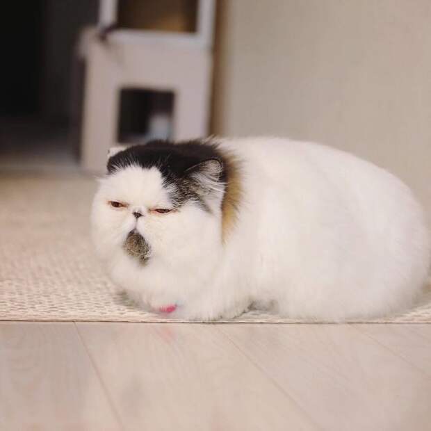 8 милых фото кота Зуу, который похож на недовольный шарик