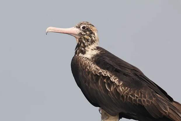 Fregata andrewsi, которую также зовут Christmas frigatebird в честь ее родины, острова Рождества, занимается одним из самых омерзительных способов добычи пищи — клептопаразитизмом. Проще говоря, она заставляет других птиц отрыгивать их пищу и питается рвотными массами