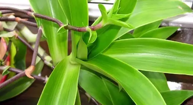 Золотой ус - лечебные свойства, рецепты и применение