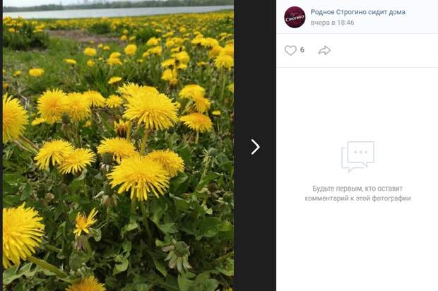 Одуванчики и Строгино. Фото: Надежда МИронова, страница "Родное Строгино сидит дома" социальной сети "ВКонтакте".