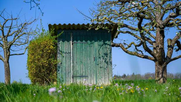 Как при помощи растений облагородить зону уличного туалета и справиться с запахом?