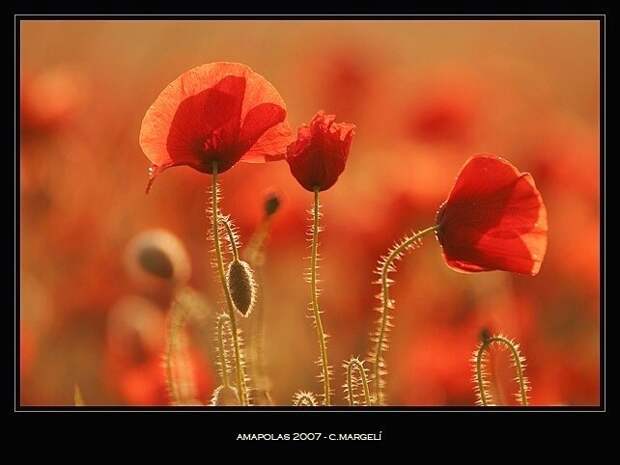 Amapolas / Poppies
