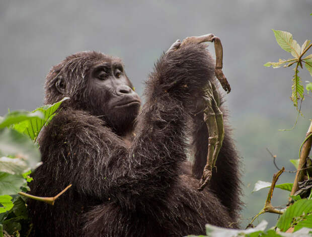 Самка горной гориллы